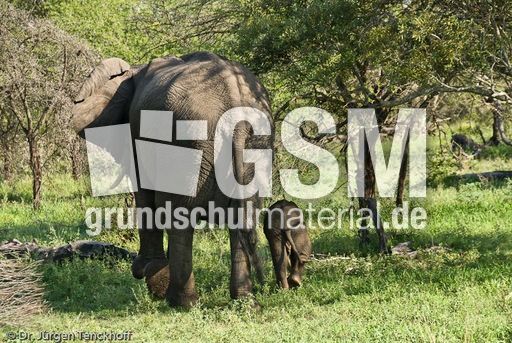 Afrikanischer Elefant (96 von 131).jpg